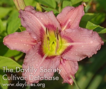 Daylily Old Roue
